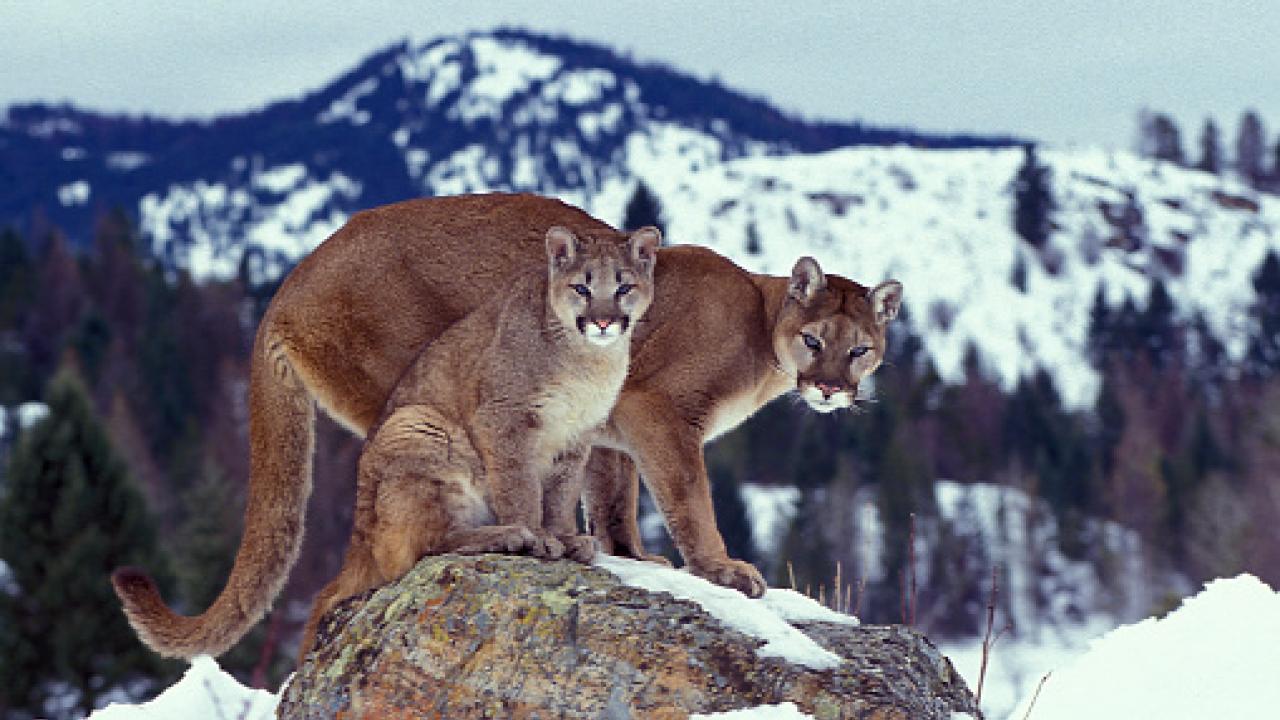 Cougars in snow