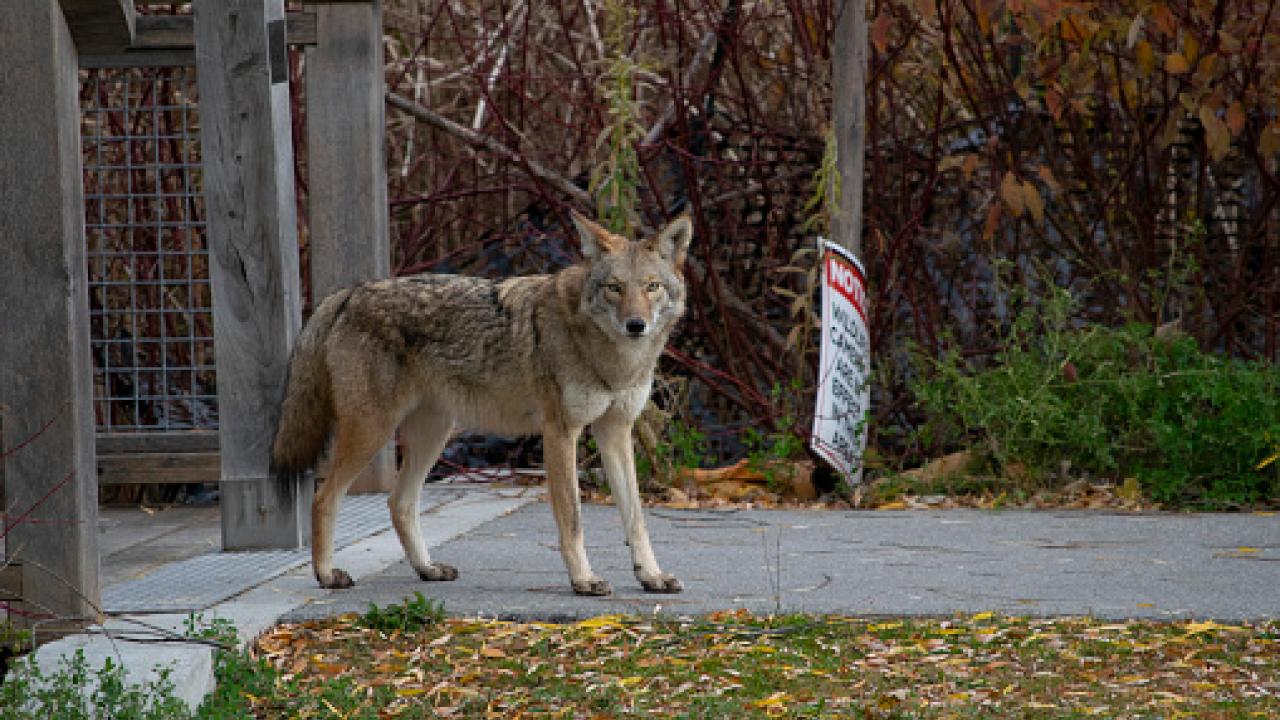 coyote credited by Seyedomid Mostafavi