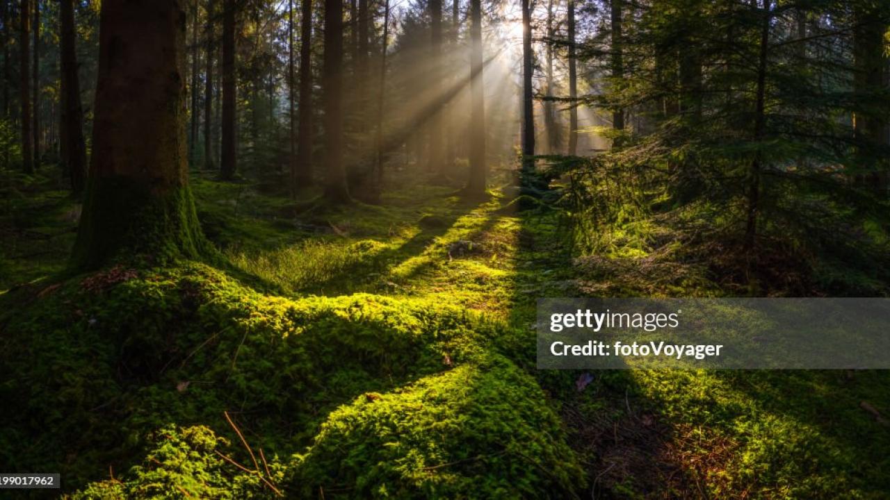 sun light through glade