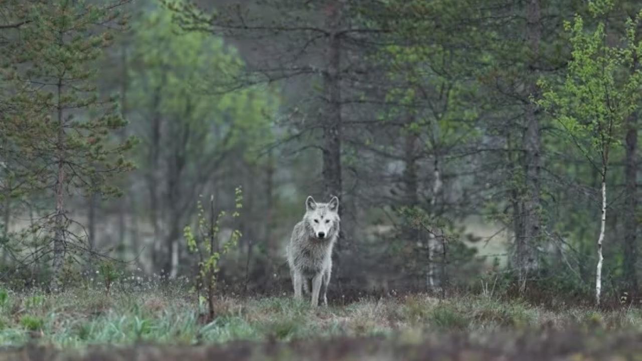 wolf alone in the forest