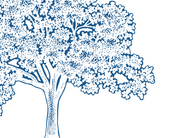 inverted illustration of an oak tree