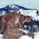 Cougars in snow