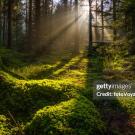 sun light through glade