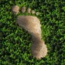 Foot in a forest