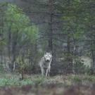 wolf alone in the forest